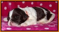 Sparkle TExas pups 2 wks old 072