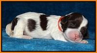 Sparkle Texas pups 1 wk old #1 020