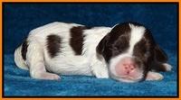 Sparkle Texas pups 1 wk old #1 021