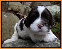 Sparkle Texas pups 3 wks old 101