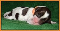 Sparkle Texas pups newborn 161