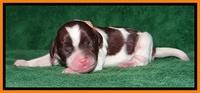 Sparkle Texas pups newborn 181