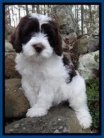 Guardian family: McGehee "Duke of Orleans