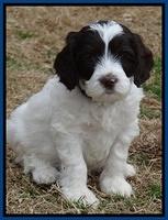 Sparkle Texas pups 6 wks old 201