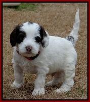 Sparkle TExas pups 5 wks old 391