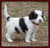 Sparkle TExas pups 5 wks old 401