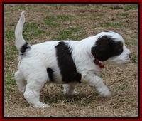 Sparkle TExas pups 5 wks old 421