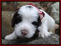 Sparkle Texas pups 3 wks old 161