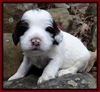 Sparkle Texas pups 3 wks old 171