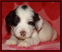 Sparkle Texas pups 4 weeks old 221