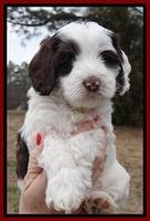 Sparkle Texas pups 6 wks old 151
