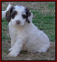Sparkle Texas pups 7 wks old 161
