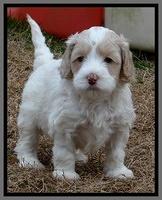 Sparkle TExas pups 5 wks old 511