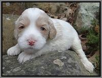 Sparkle Texas pups 3 wks old 211