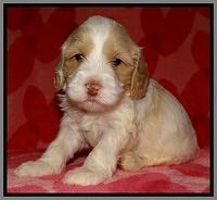 Sparkle Texas pups 4 weeks old 241