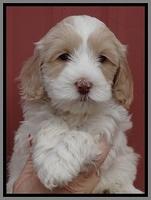 Sparkle Texas pups 6 wks old 431