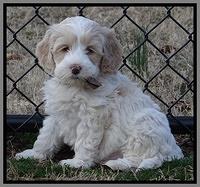 Sparkle Texas pups 7 wks old 171