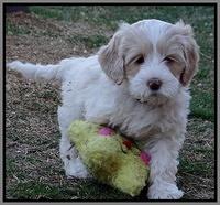Sparkle Texas pups 7 wks old 181
