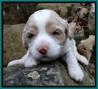 Sparkle Texas pups 3 wks old 221