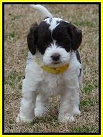 Sparkle TExas pups 5 wks old 61
