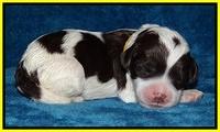 Sparkle Texas pups 1 wk old #1 055