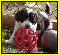 Sparkle Texas pups 6 wks old 101