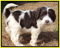 Sparkle Texas pups 6 wks old 91