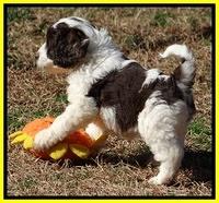 Sparkle Texas pups 7 wks old 231