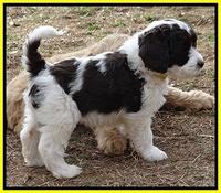 Sparkle Texas pups 7 wks old 241