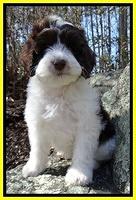 Sparkle Texas pups 8 weeks old 2 008