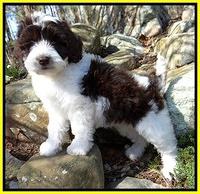 Sparkle Texas pups 8 weeks old 2 029