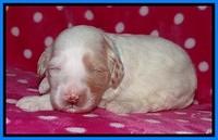 Sparkle TExas pups 2 wks old 132