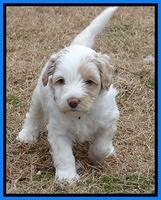 Sparkle TExas pups 5 wks old 31