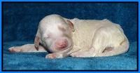 Sparkle Texas pups 1 wk old #1 068