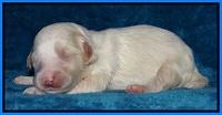 Sparkle Texas pups 1 wk old #1 071