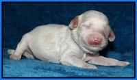 Sparkle Texas pups 1 wk old #1 076