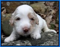 Sparkle Texas pups 3 wks old 281