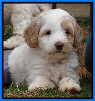 Sparkle Texas pups 7 wks old 21