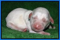 Sparkle Texas pups newborn 331