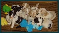 Rina Reagan pups 6 wks old 3 033