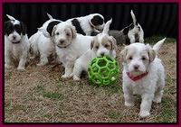 Sparkle TExas pups 5 wks old 521