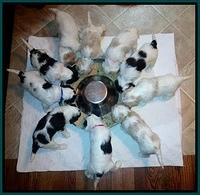 Sparkle Texas group 4 wks old feeding