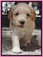 Sky Reagan pups 5 wks old 22