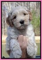 Sky Reagan pups 6 wks old 21