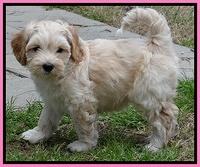 Sky Reagan pups 7 wks old 31