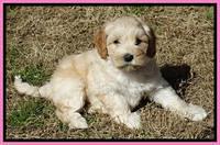 Sky Reagan pups 7 wks old 41