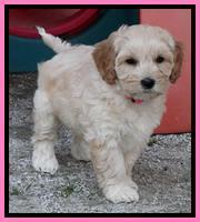 Sky Reagan pups 7 wks old 61