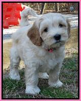 Sky Reagan pups 7 wks old 71