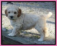 Sky Reagan pups 7 wks old 81