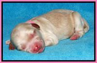 Sky Reagan pups Newborn 61